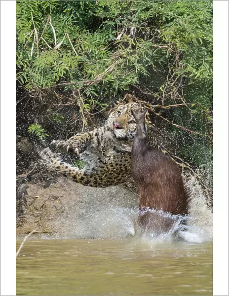 Jaguar (Panthera onca) male, hunting Capybara (Hydrochoerus hydrochaeris)