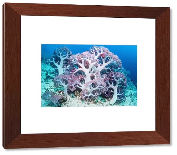 RF - Soft coral (Dendronephthya sp. ) growing on sea bed. West Papua, Indonesia