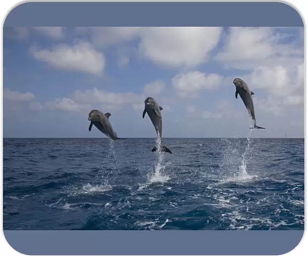 Three Bottle-nosed dolphins (Tursiops truncatus) breaching, Bay Islands, Honduras, Caribbean