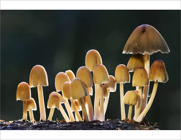 Glistening ink caps (Coprinus micaceus) Bolderwood, New Forest National Park, Hampshire