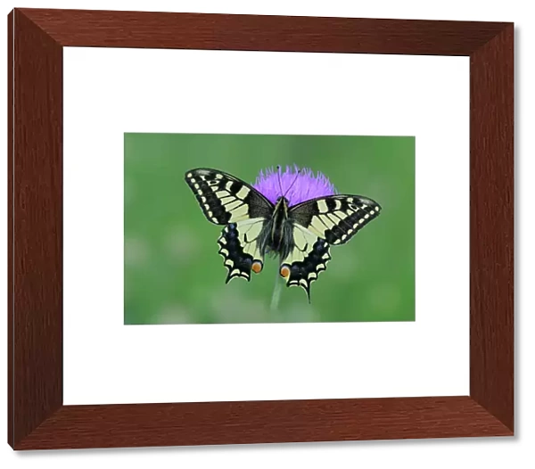 European swallowtail butterfly (Papilio machaon gorganus) on flower, Mercantour National Park