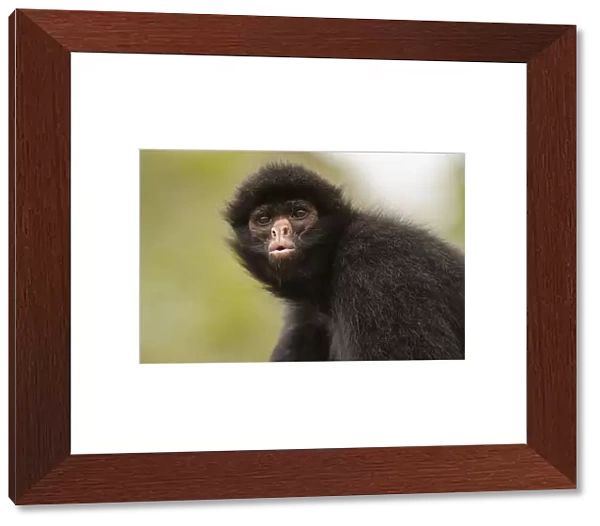 Black spider monkey (Ateles chamek) portrait, captive, Peru