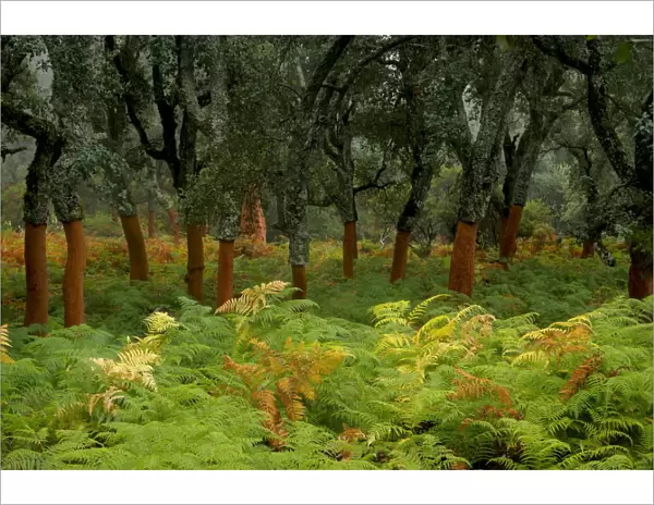 Cork tree forest (Quercus suber) Los Alcornocales Natural Park, Cortes de la Frontera