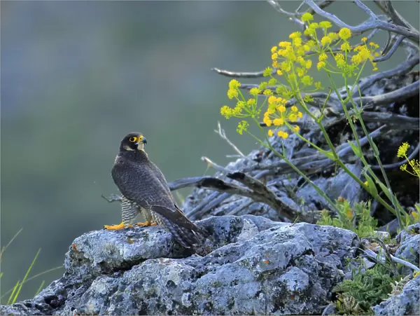 Peregrine falcon male (Falco peregrinus) Andalusia, Spain, May