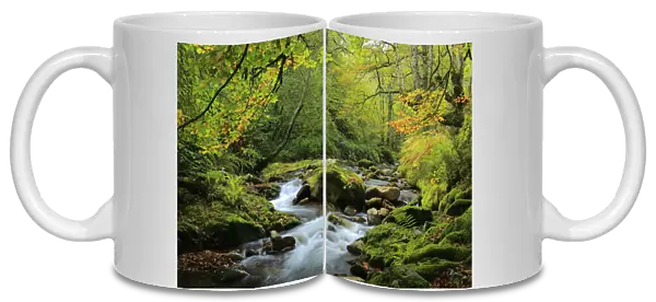 River and beech woodland (Fagus sylvatica) Muniellos National Park, Asturias, Spain