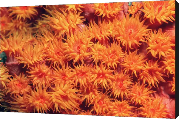 Tube coral polyps feeding {Tubastrea faulkneri} Milne Bay, Papua New Guinea