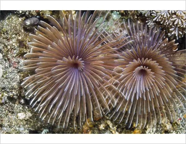Feather duster worm (Sabellidae) Rinca, Indonesia