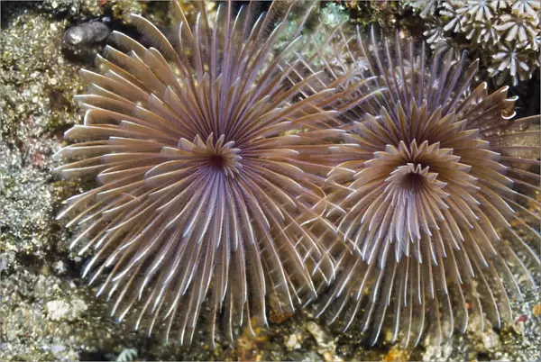 Feather duster worm (Sabellidae) Rinca, Indonesia