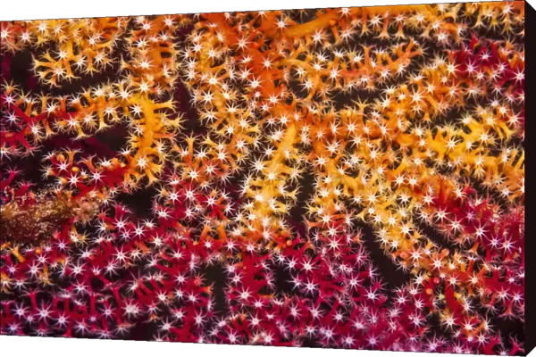 RF - Polyps on gorgonian fan coral. West Papua, Indonesia