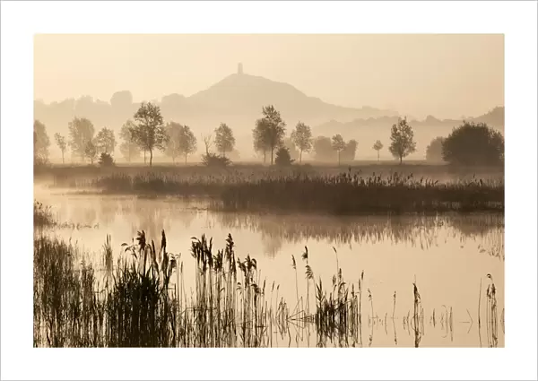 View towards Glastonbury Tor over reedbeds at dawn, Somerset, England