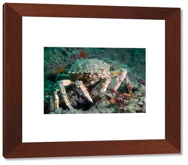 Spiny spider crab {Maja squinado} on seabed, Channel Islands, UK