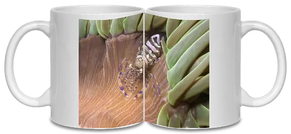 Anemone prawn (Periclimenes sagittifer) on Snakelocks anemone (Anemonia viridis) Jersey