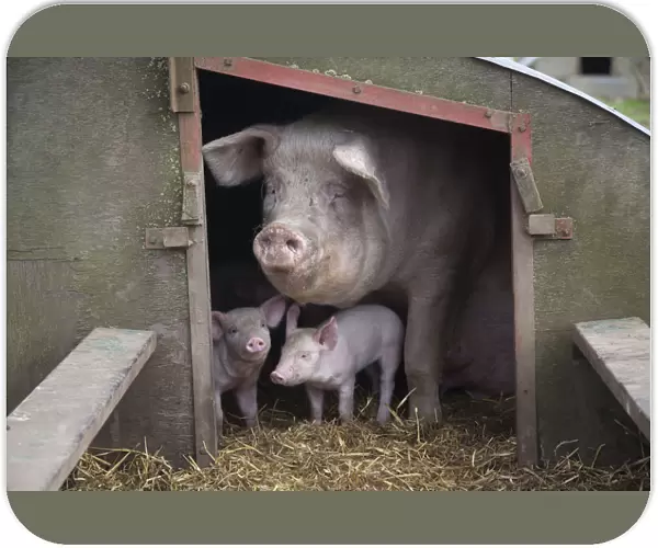Domestic pig, hybrid large white sow and piglets in sty, UK, September 2010