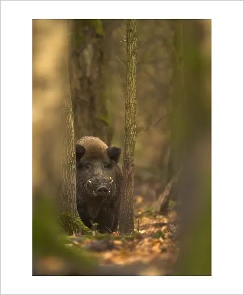 Wild Boar (Sus scrofa) in woodlands. Holland, Europe, November