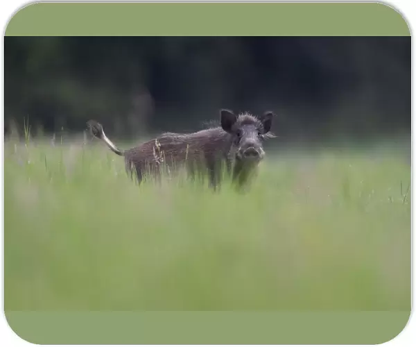 Wild boar (Sus scrofa) Vosges, France, July