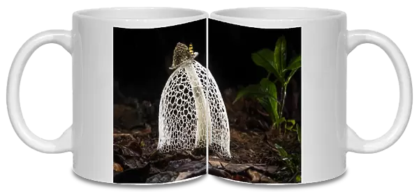 RF - Maidens veil  /  Bridal veil fungus (Phallus indusiatus) with indusium fully formed