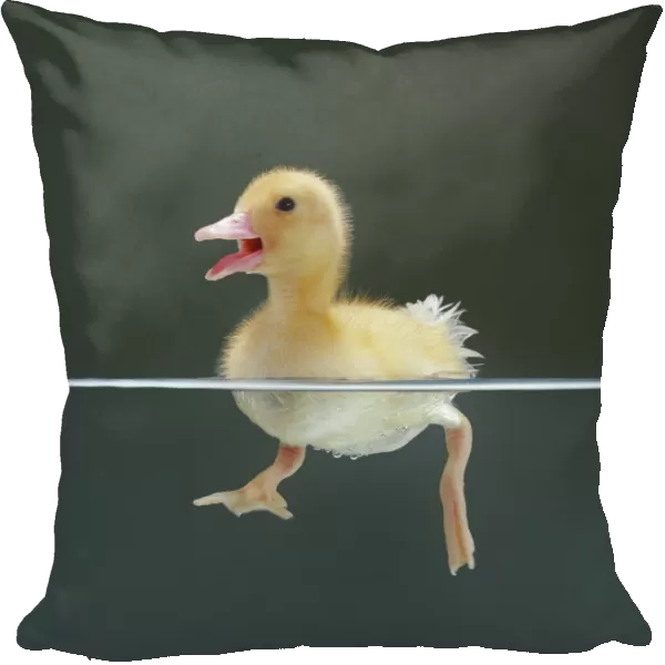 Duckling swimming on water surface, split level, captive, UK