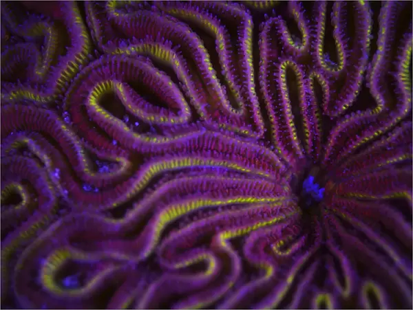 Fluorescent coral photographed with ultraviolet  /  UV light, Bonaire, Leeward Antilles