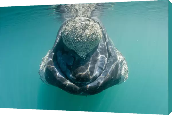 Southern right whale (Eubalaena australis) with patches covered in parasitic crustaceans