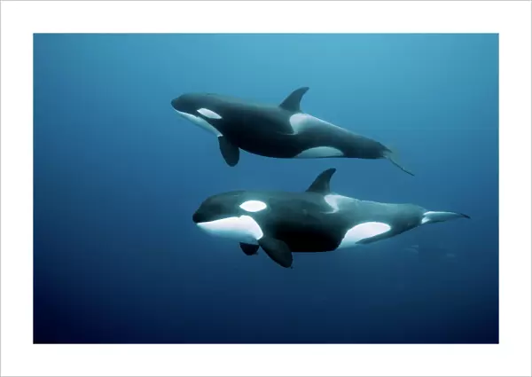 Orcas  /  killer whales (Orcinus orca) swimming in open water, Three Kings Islands, New Zealand