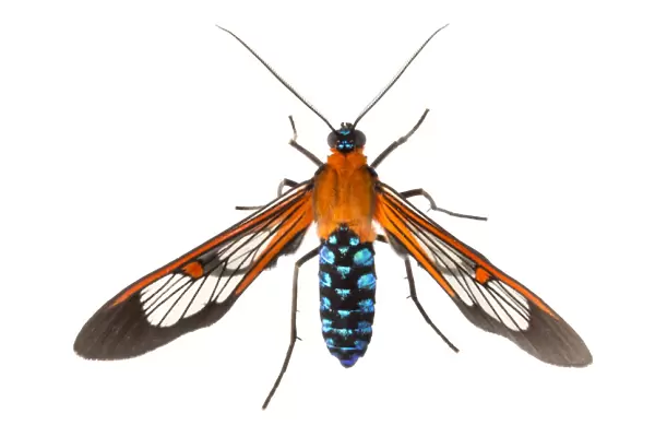 Clearwing moth (Cosmosoma teuthras) photographed on a white background in mobile field studio
