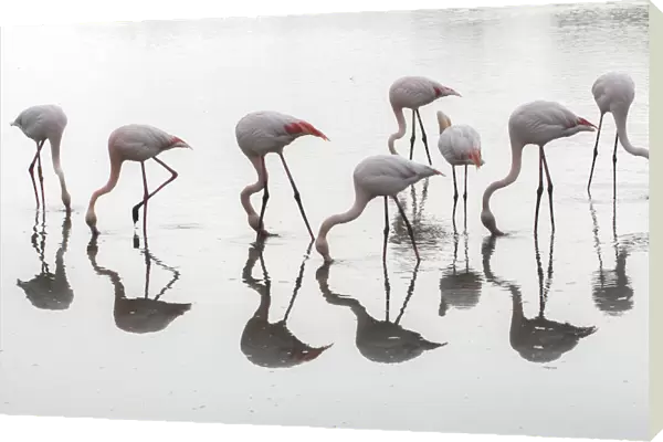 Greater flamingos (Phoenicopterus roseus) flock reflected, feeding in water, Pont
