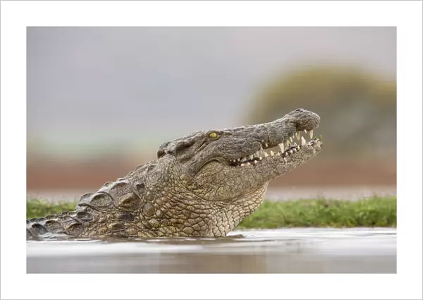 Nile crocodile (Crocodylus niloticus). Zimanga Private Game Reserve, KwaZulu-Natal, South Africa