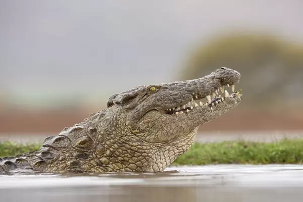 Nile crocodile (Crocodylus niloticus). Zimanga Private Game Reserve, KwaZulu-Natal, South Africa