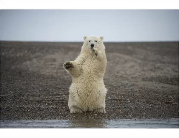 Polar bear (Ursus maritimus) spring cub sitting upright on hind legs balancing, Bernard Spit