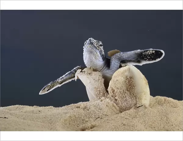 After an incubation period of 45 to 55 days a first hatchling Green turtle (Chelonia