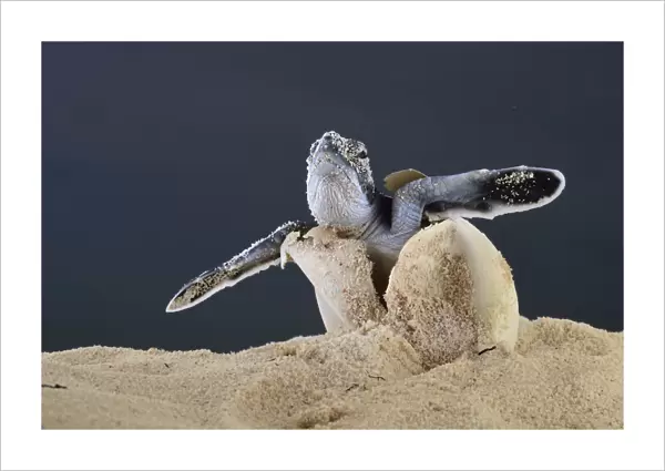 After an incubation period of 45 to 55 days a first hatchling Green turtle (Chelonia