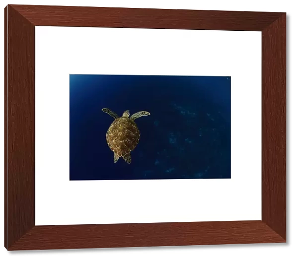 Green sea turtle (Chelonia mydas) Bonaire, Leeward Antilles, Caribbean region, Netherlands