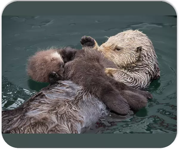 Sea otter (Enhydra lutris) mother and sleeping newborn pup (aged 3 days) Monterey, California, USA