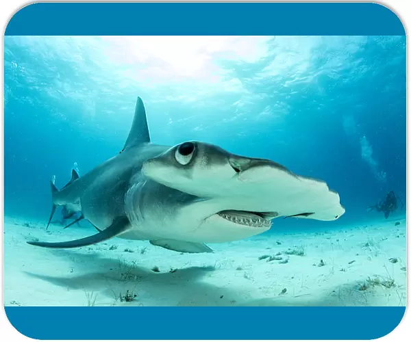 Close up if a Great hammerhead shark (Sphyrna mokarran) swimming over sandy seabed