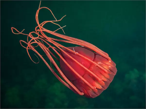 Deep sea jellyfish (Periphylla periphylla), Trondheimsfjord, Norway, July