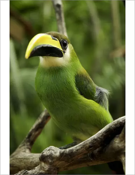Emerald toucanet (Aulacorhynchus prasinus) Rio Platano Biosphere Reserve and UNESCO