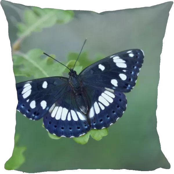 Southern white admiral (Limenitis reducta) North of Lorgues, Provence, southern France, May
