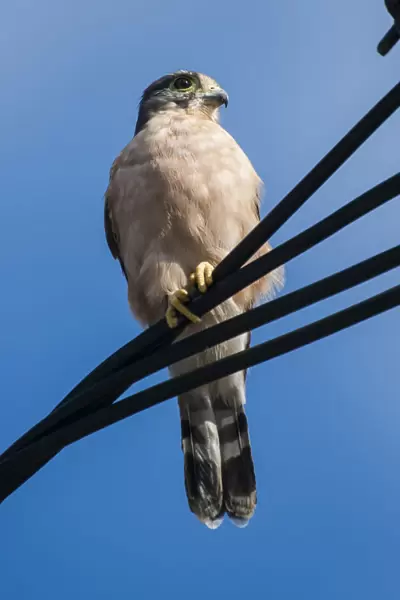 Seychelles kestrel (Falco araeus), adult perched on wire, Republic of Seychelles Vulnerable species