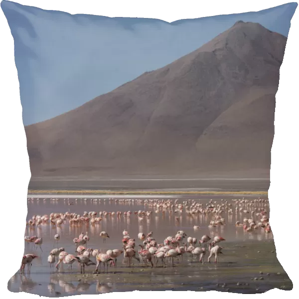 Puna  /  James flamingo (Phoenicoparrus jamesi) flock on Laguna Colorado, Reserva Eduardo Avaroa