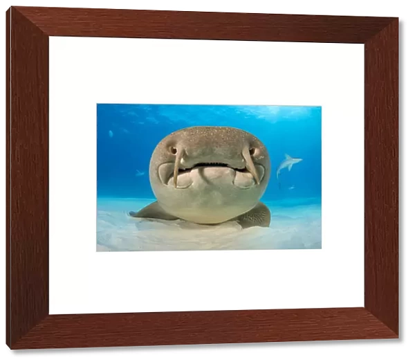 Nurse shark (Ginglymostoma cirratum) portrait, resting on the sand in shallow water