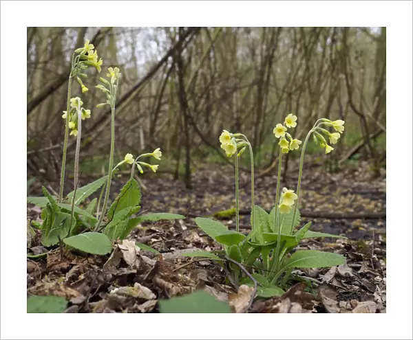 Oxlips (Primula eliator) flowering in coppice woodland, a rare and important ancient