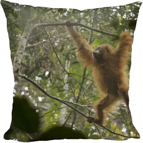 Tapanuli Orangutan (Pongo tapanuliensis) Beti, juvenile female, daughter of Beta