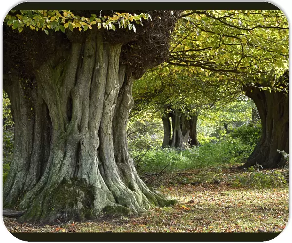 Hornbeam trees (Carpinus betulus) ancient pollards, Hatfield Forest, Essex, England