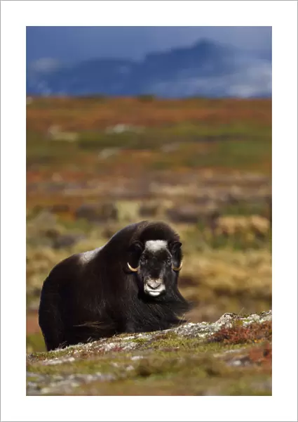 Muskox (Ovibos moschatus) in tundra with mountains in background, Dovrefjell National Park, Norway