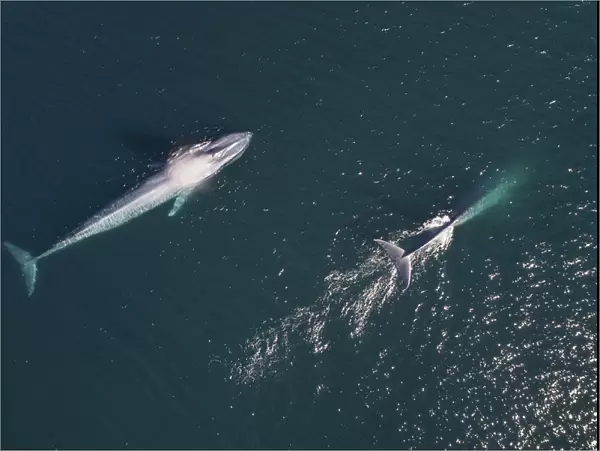Blue whales (Balaenoptera musculus) surfacing, aerial shot, Baja California