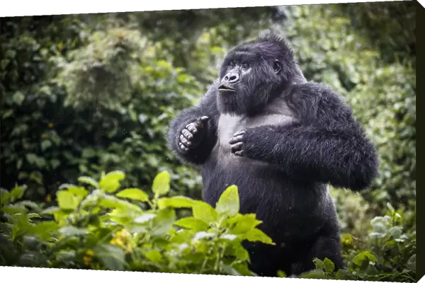 Mountain gorilla (Gorilla beringei beringei) blackback, juvenile male demonstrating power