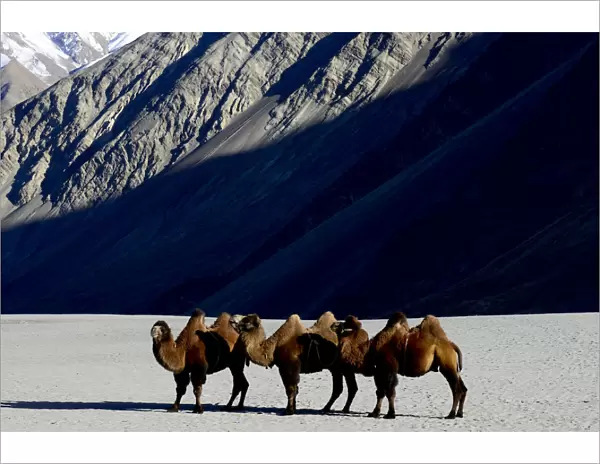 Bactrian camels (Camelus bactrianus) on sand, Nubra Valley, Ladakh, India. September