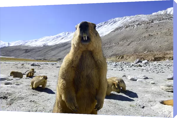 Himalayan marmot (Marmota himalayana). Chantang Wlidlife Sanctuary. Ladakh, India