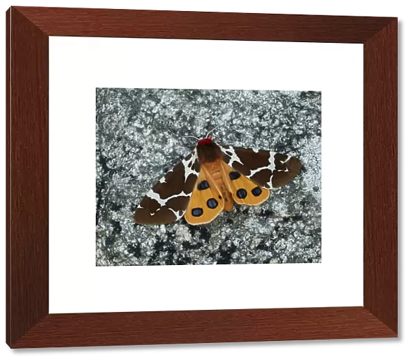 Great tiger moth (Arctia caja americana) Lac-Drolet, province, Quebec, Canada November
