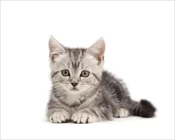 RF - Silver tabby kitten, age 10 weeks